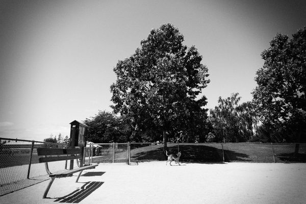 remember when we used to go to the dog park?
